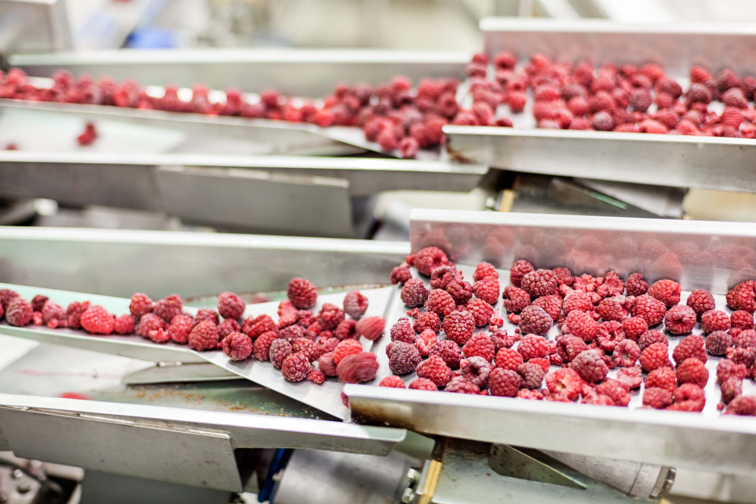 IQF freezing of raspberries