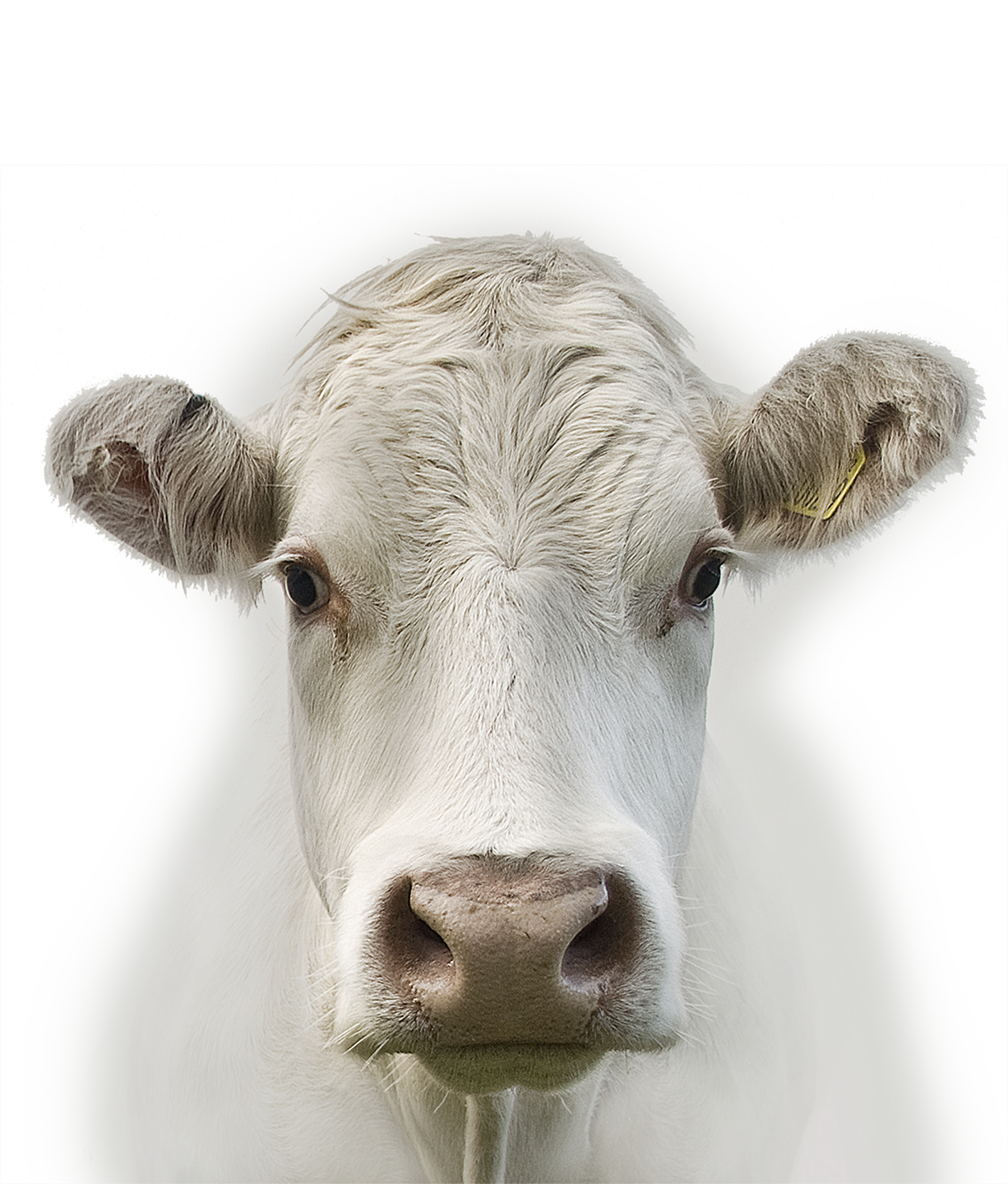 Freezing, cooling and heating of quality meat