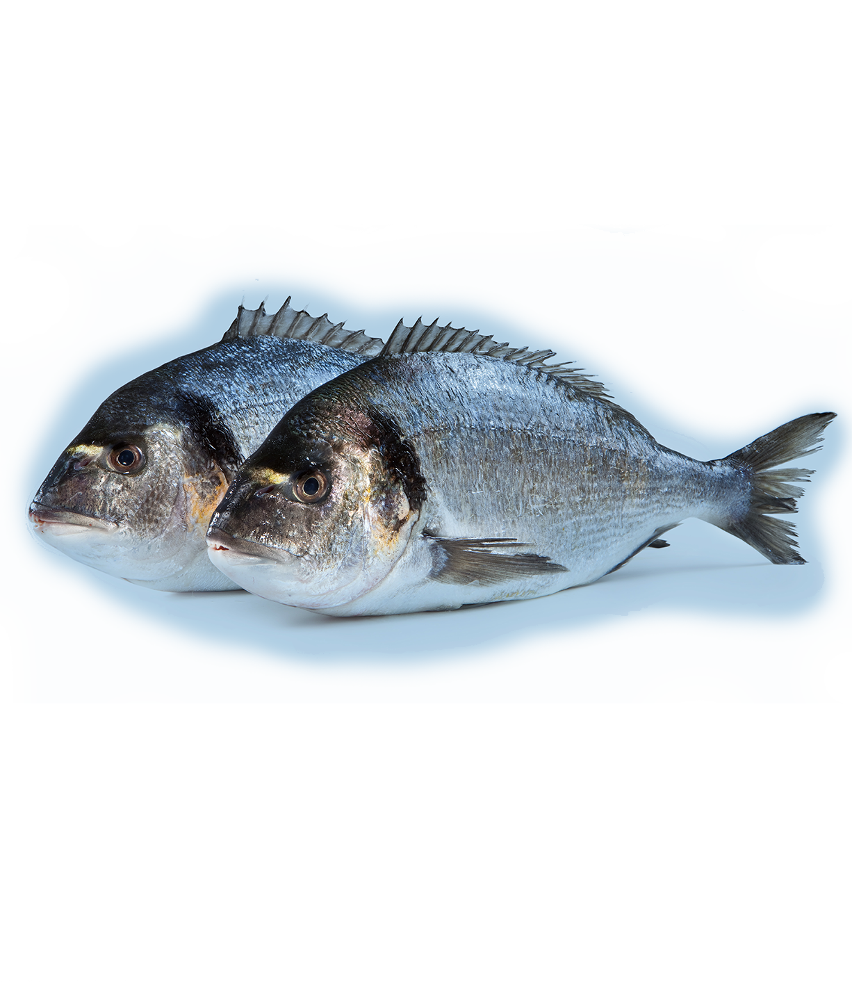 Fish & seafood